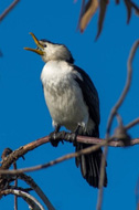 Little Pied Cormorant