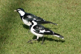 Magpie lark