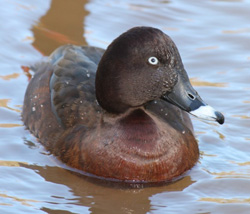 Male White Eyed Duck