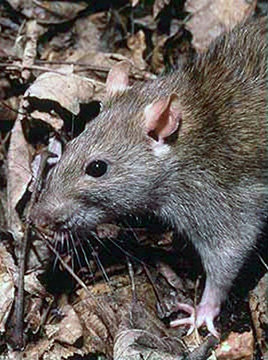 Norway Rat Rattus Norveqicus