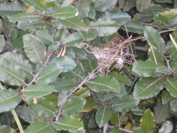 Old Honeyeaters nest enlarge