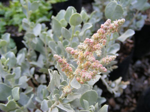 Old Man Salt Bush