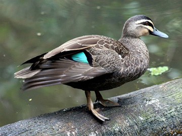 Pacific black duck