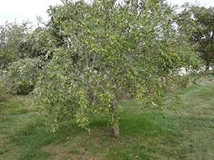 Pelican Bays Olive tree