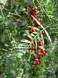 Pepper Tree