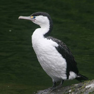 Pied Cormorant