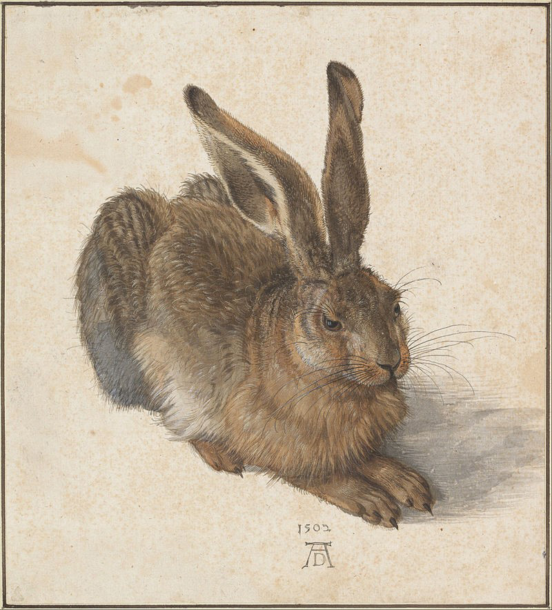 Rabbit-1502