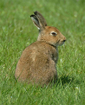Rabbit-Oryctolagus-cuniculust