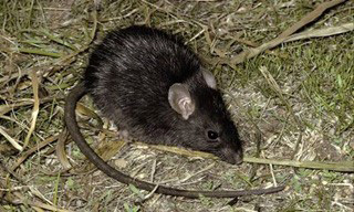 Rattus-rattus