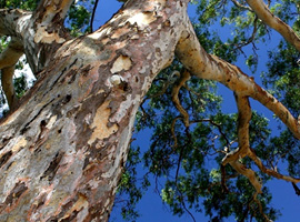 Red River Gum Eucalyptus