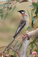 Red Wattlebird