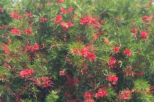 Rosemary-Grevillea