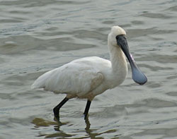 Royal Spoonbill