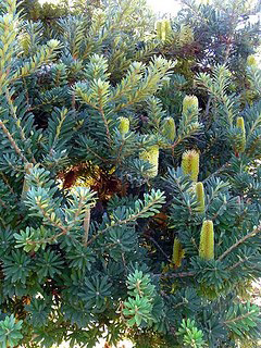 Silver-Banksia