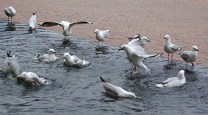 Silver gulls