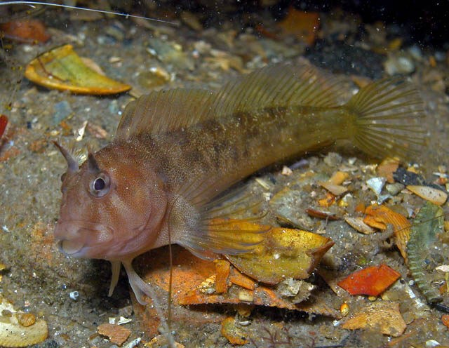 Southern Blenny Parablennius