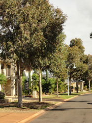 Spotted Gums