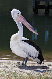 The Pelican