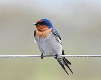The Welcome Swallow