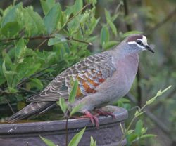 The-common-bronzewing
