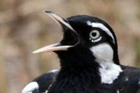 The Lark Peewee Magpie