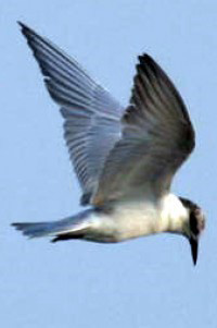 Whiskered Tern