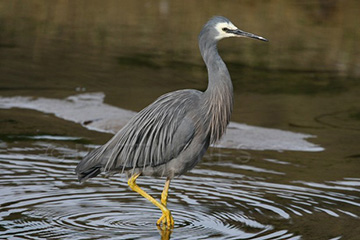 White faced heron egretta