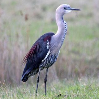 White-necked-Heron