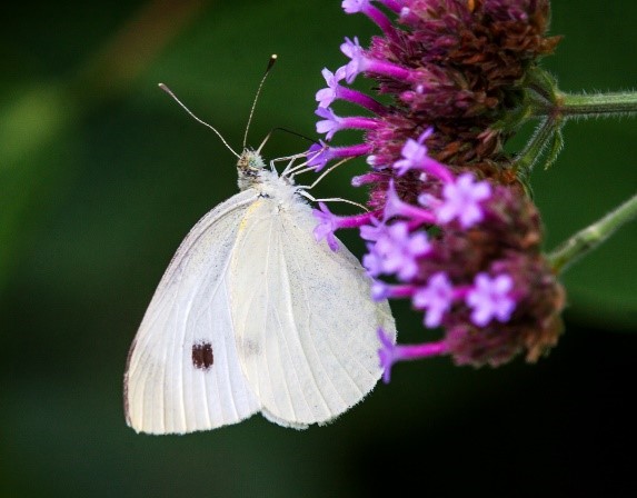 White Cabbage Butterfuly