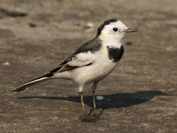 White wagtail