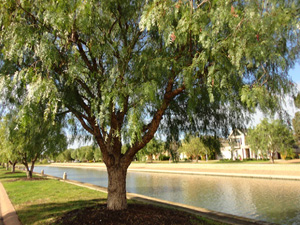 Winter Tree