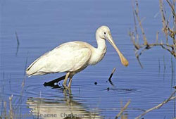Yellow billed spoonbill