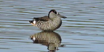 Zebra Duck