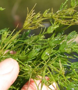 chara muskgrass