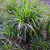 coast flax lilly dianella