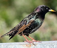 commonStarling