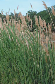 common reed