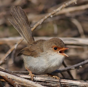 female superb fairywren