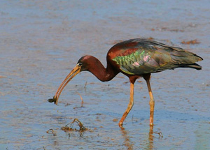 glossy ibis