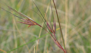 kangaroo grass