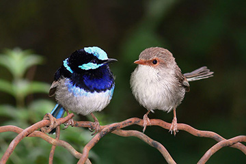 male-and-female-superb-fairywrens