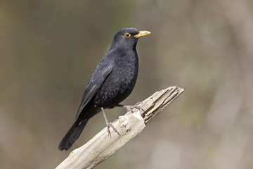 male blackbird turdus merula