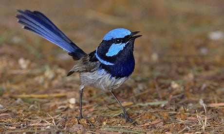 male superb fairywren malurus cyaneus