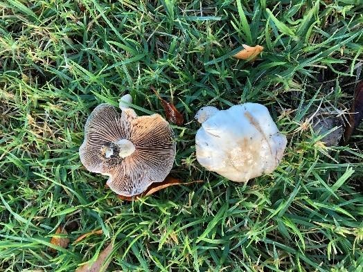 Agaricus Campestris the field mushroom