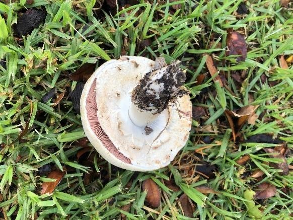 Another upended mushroomshowing pink gills with white veil