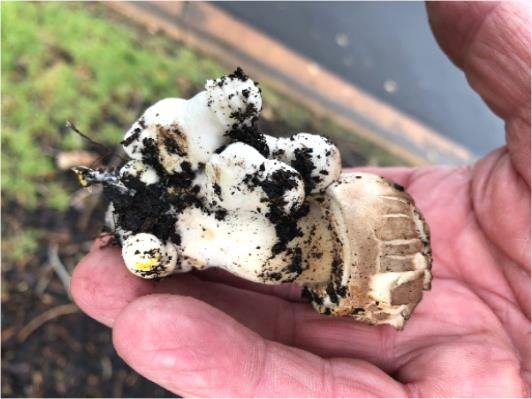 Clump of formative Agaricus