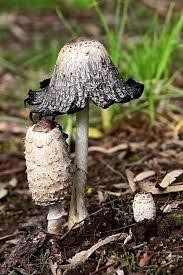 Coprinus Comatus