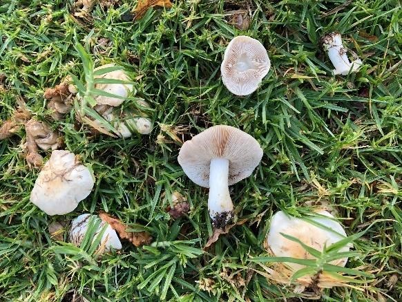 St Andres Square Clitocyboid mushroom