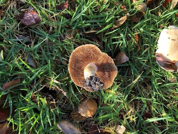 Upended mushroom showing its brown gills