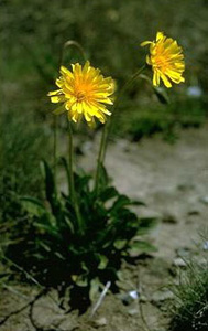 myrnong yam daisy